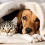 CUIDA A TUS MASCOTAS DEL FRÍO; CONSEJOS PARA MANTENER A PERROS Y GATOS CÁLIDOS ÉSTE INVIERNO.