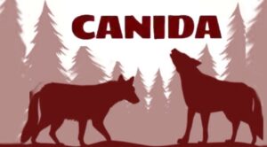 Colectivo CANIDA emite llamado urgente por menor en situación de vulnerabilidad.