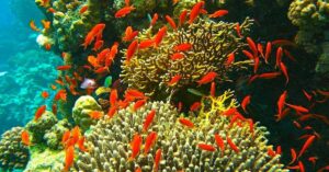 Corredor Arrecifal del Suroeste abarca más de 1.1 millones de hectáreas en el Golfo de México