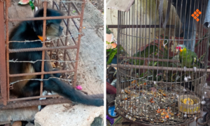 Capturan a ‘Lobo Menor’ en Polanco y vinculan a padres de Eitan con drogas; fallo contra Montesinos en Perú