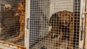 Fundación Haghenbeck advierte desacato judicial si animales regresan al Refugio Franciscano y ofrece 8 mdp para nuevo albergue