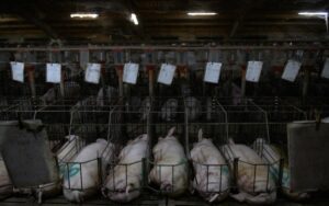 ONU y FAO alertan sobre impacto de ganadería industrial y deforestación en México