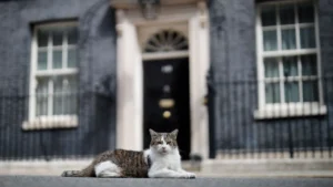 Larry, el gato de Downing Street, recibe a su séptimo primer ministro británico desde 2011