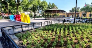 Jardín Hidalgo de Coyoacán atrae mariposas y aves tras convertirse en espacio polinizador