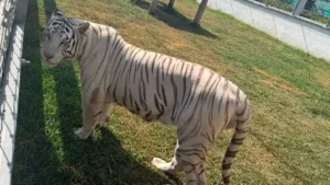 Aseguran 135 animales exóticos, incluidos tigres y jaguares, en cateos por huachicol en Tamaulipas